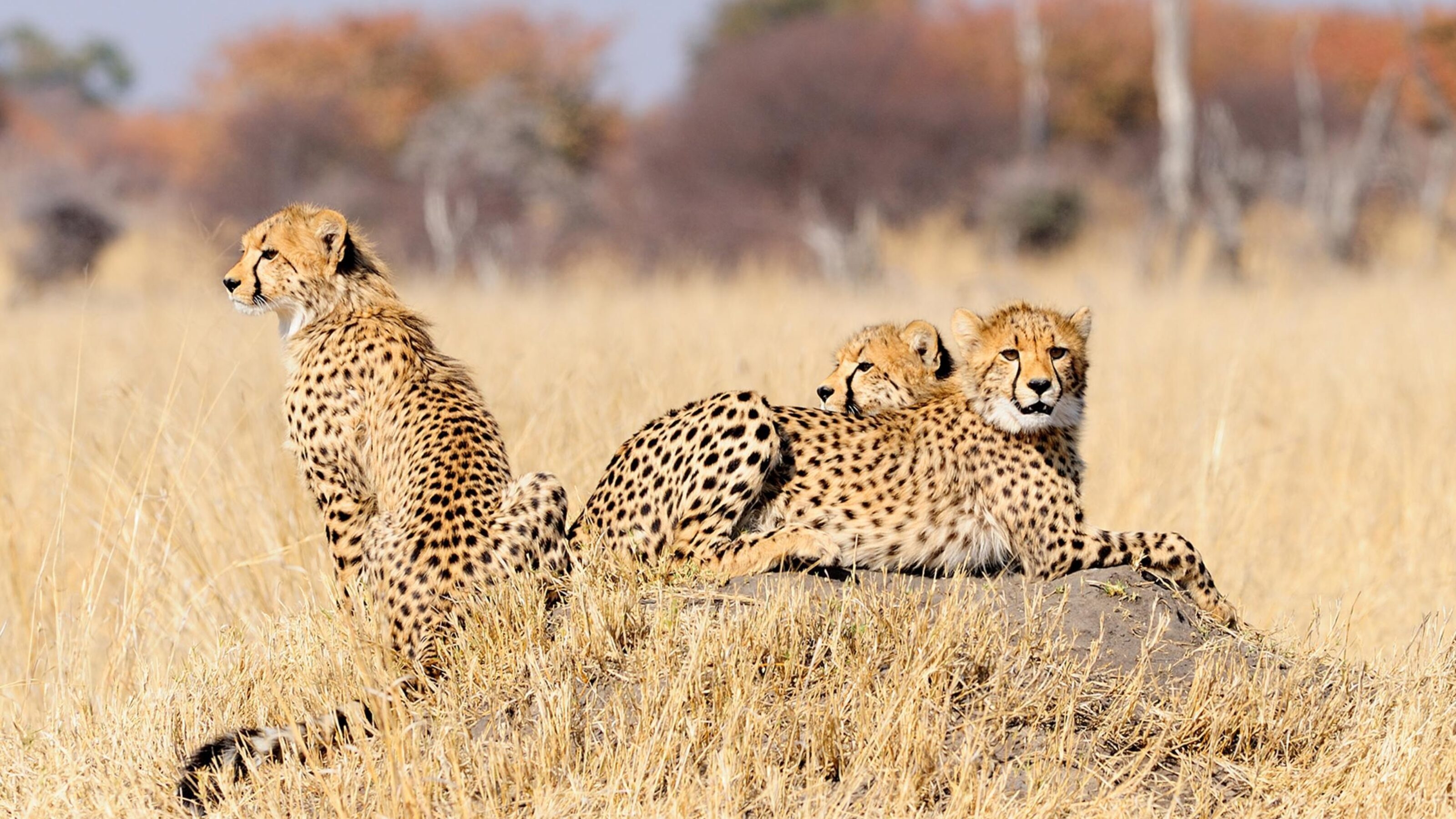 Cheetahs in Hwange national park, Zimbabwe