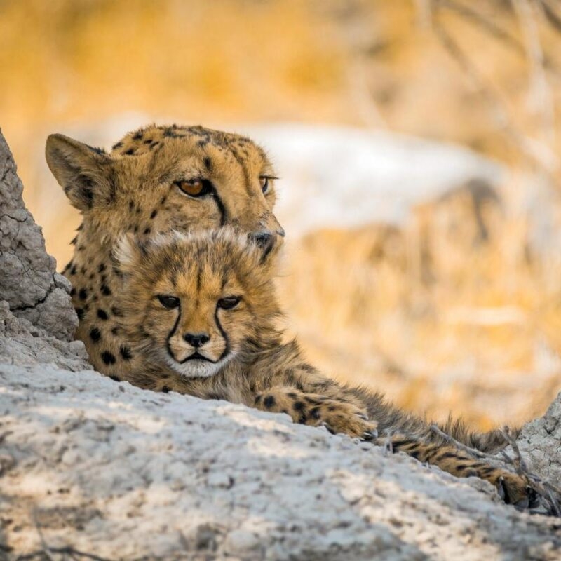 Close-up of a mother cheetah and her fluffy cub resting on a rock during Namibia family tours.
