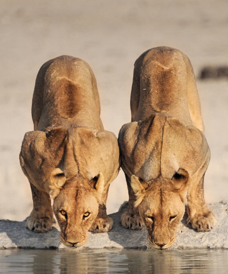 Two female lions leaning down to drink water from a pool in a sandy environment.