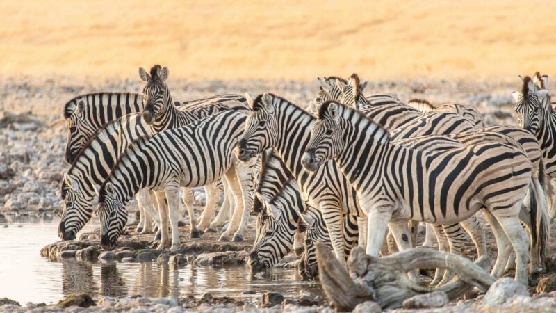 A herd of zebras quenching their thirst at a waterhole in Etosha National Park.
