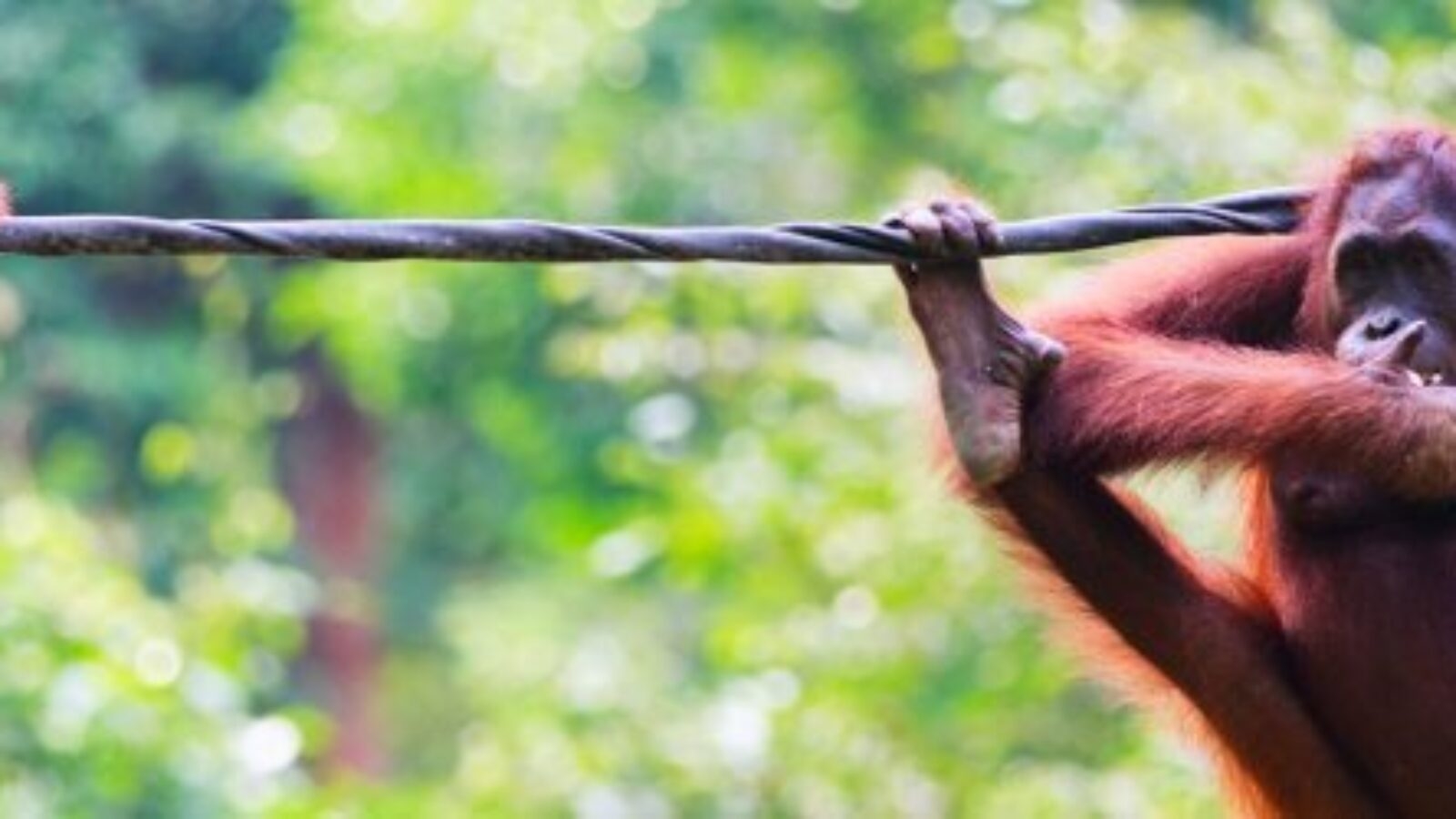 Two orangutang clinging to a vine, one has a baby holding on to its back. They are in front of a rainforest canopy.