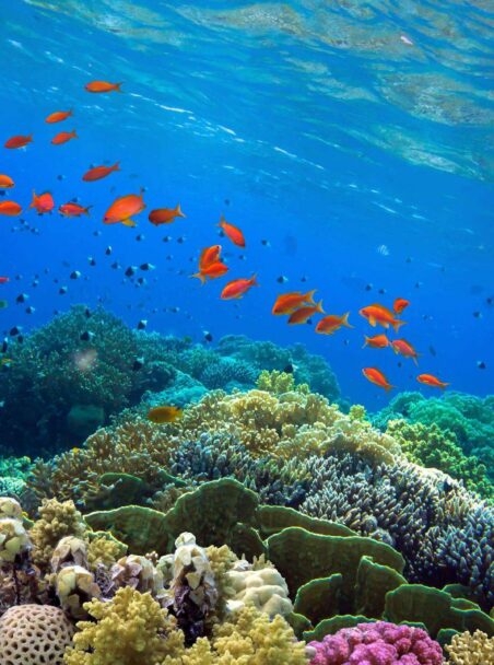 A Guide to Visiting the Great Barrier Reef