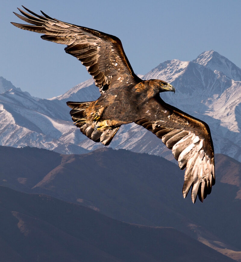 A golden eagle soaring in front of snowy mountains, a wildlife highlight of luxury Mongolia tours.