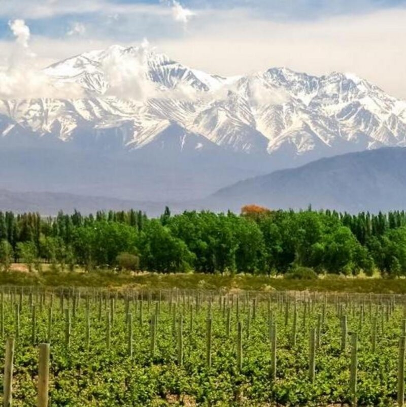 Vineyard near Mendoza, Argentina