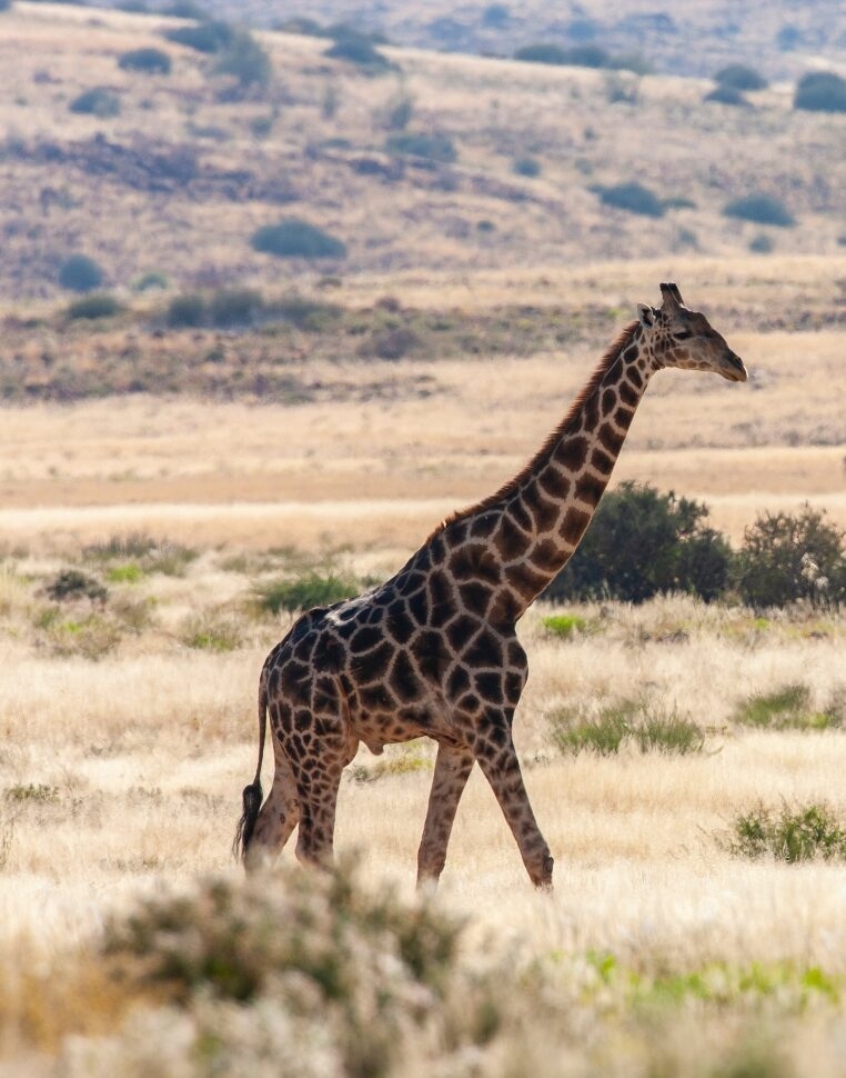 Giraffe (Giraffa camelopardalis). An African even-toed ungulate mammal, the tallest living terrestrial animal and the largest ruminant. Damaraland, Namibia, Africa.