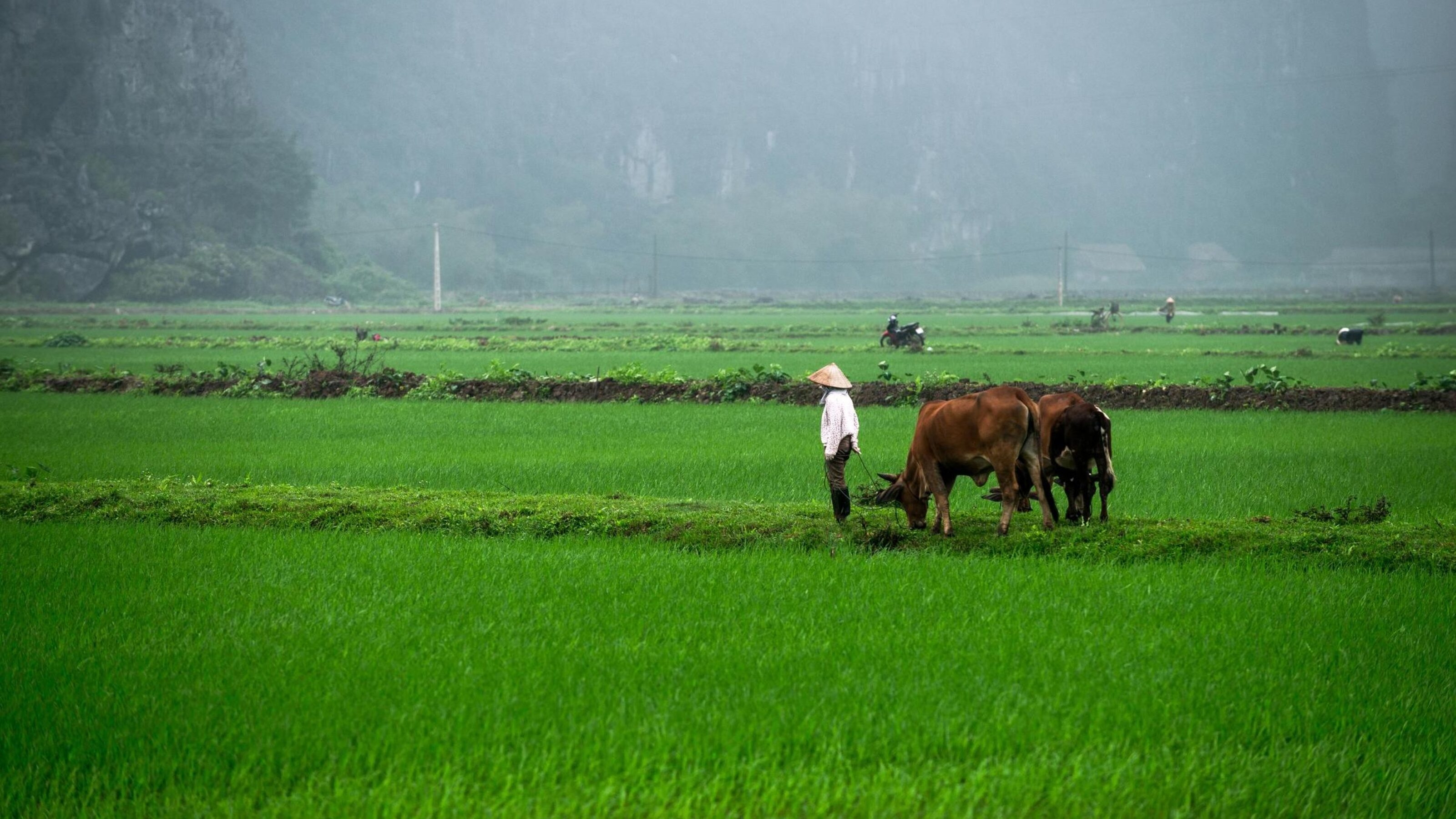 Vietnamese landscape with rice fields