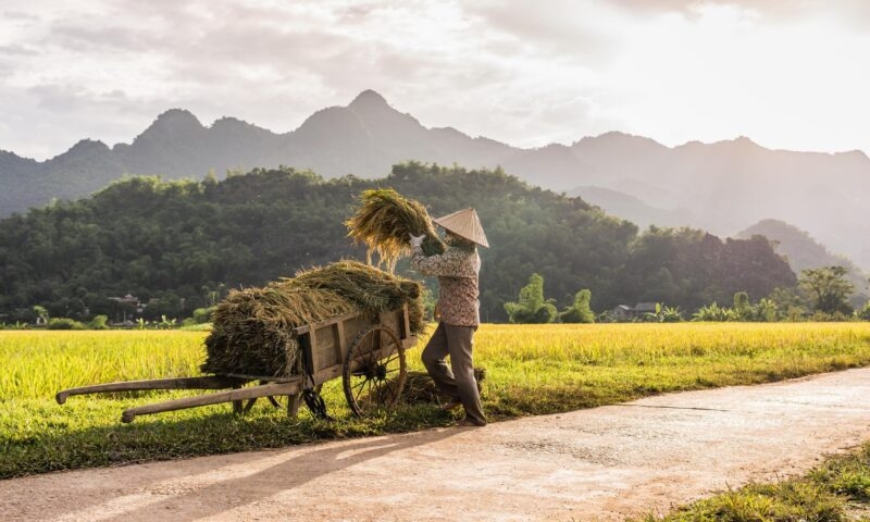Woman working in the rice fields near Lac Village, Mai Chau valley, Vietnam.