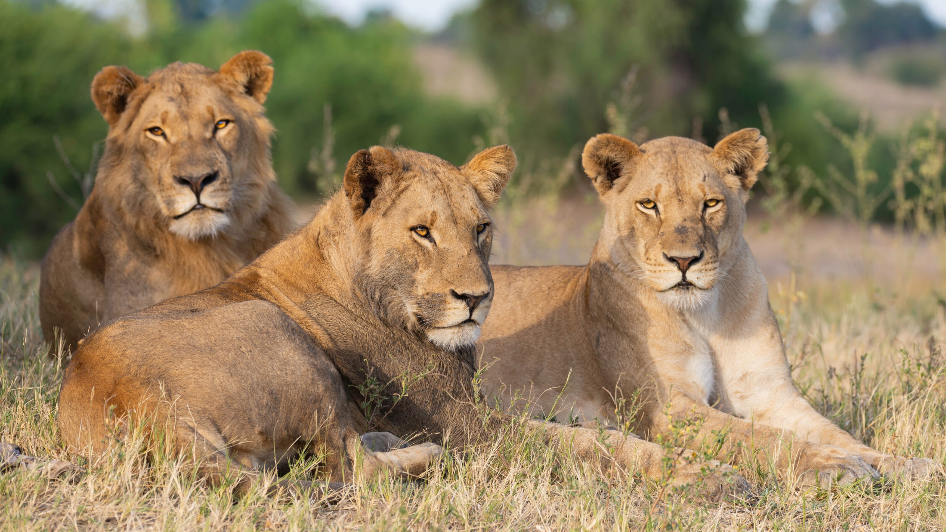 portrait of a african lion sitting in the gras in chobe national park