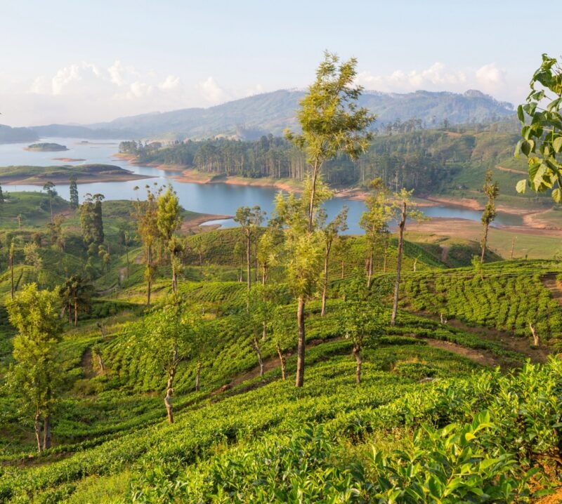 Green natural landscapes tea plantation on Sri Lanka