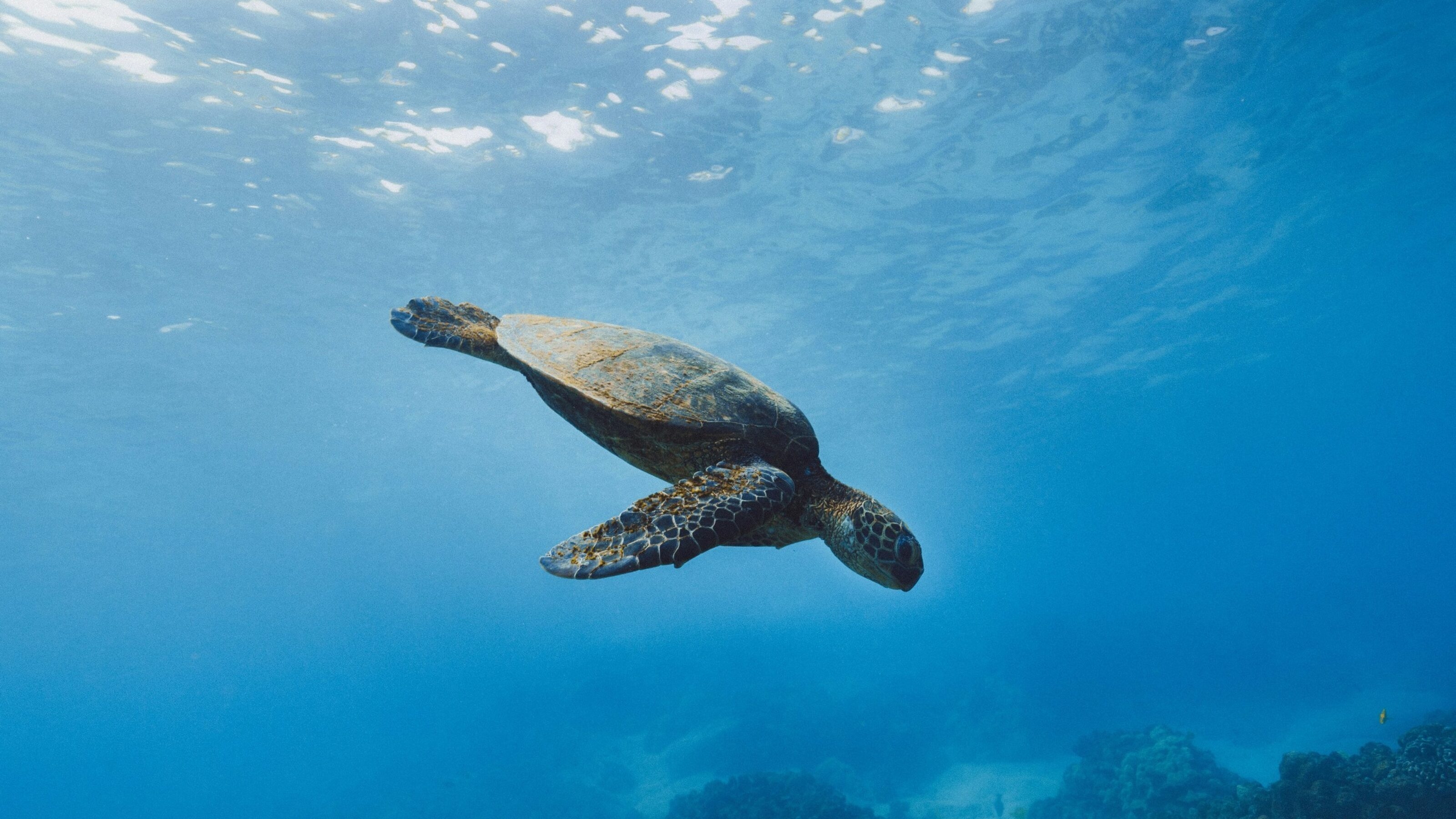 A wild sea turtle beneath the waves in the Galapagos Islands