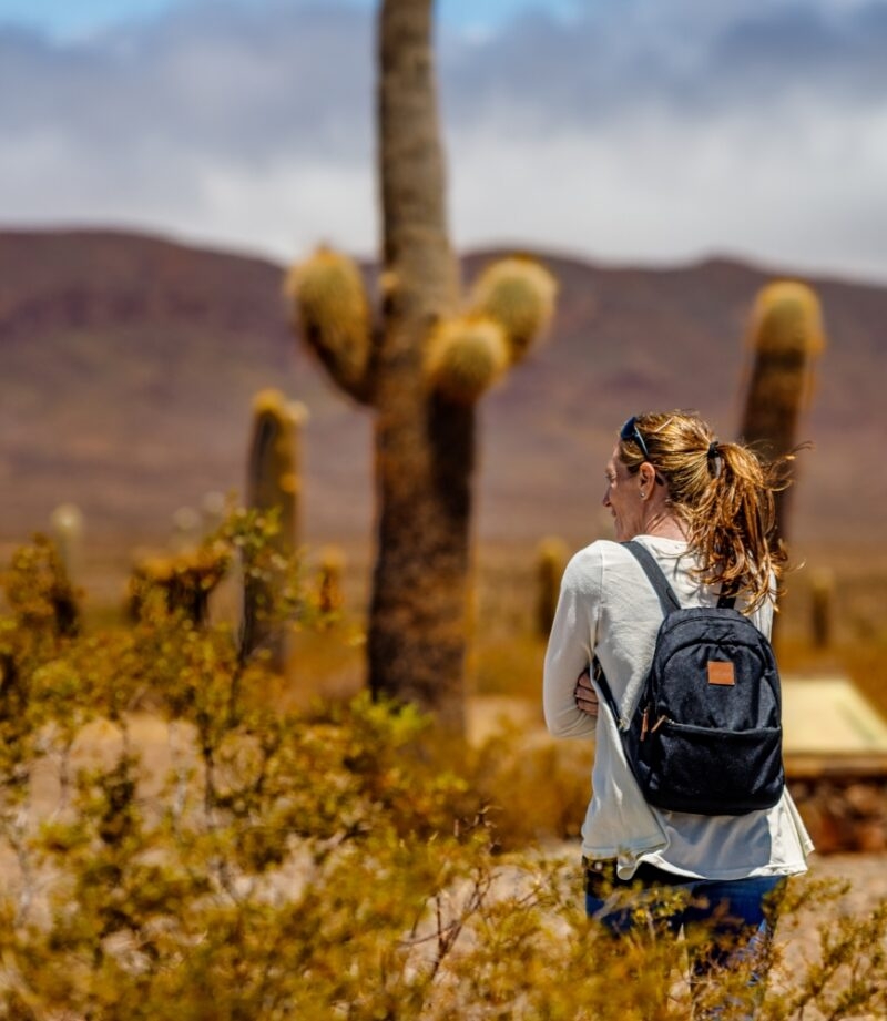 Tourist woman walks among cacti in Los Cardones National Park in Salta, Argentina