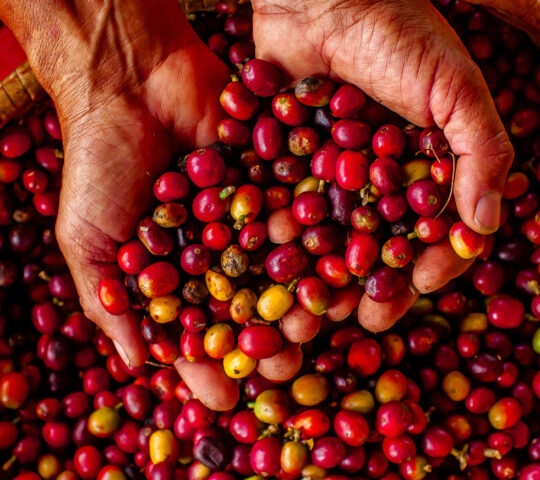 Two hands hold a colorful mix of freshly harvested coffee cherries, surrounded by more cherries in a woven basket.