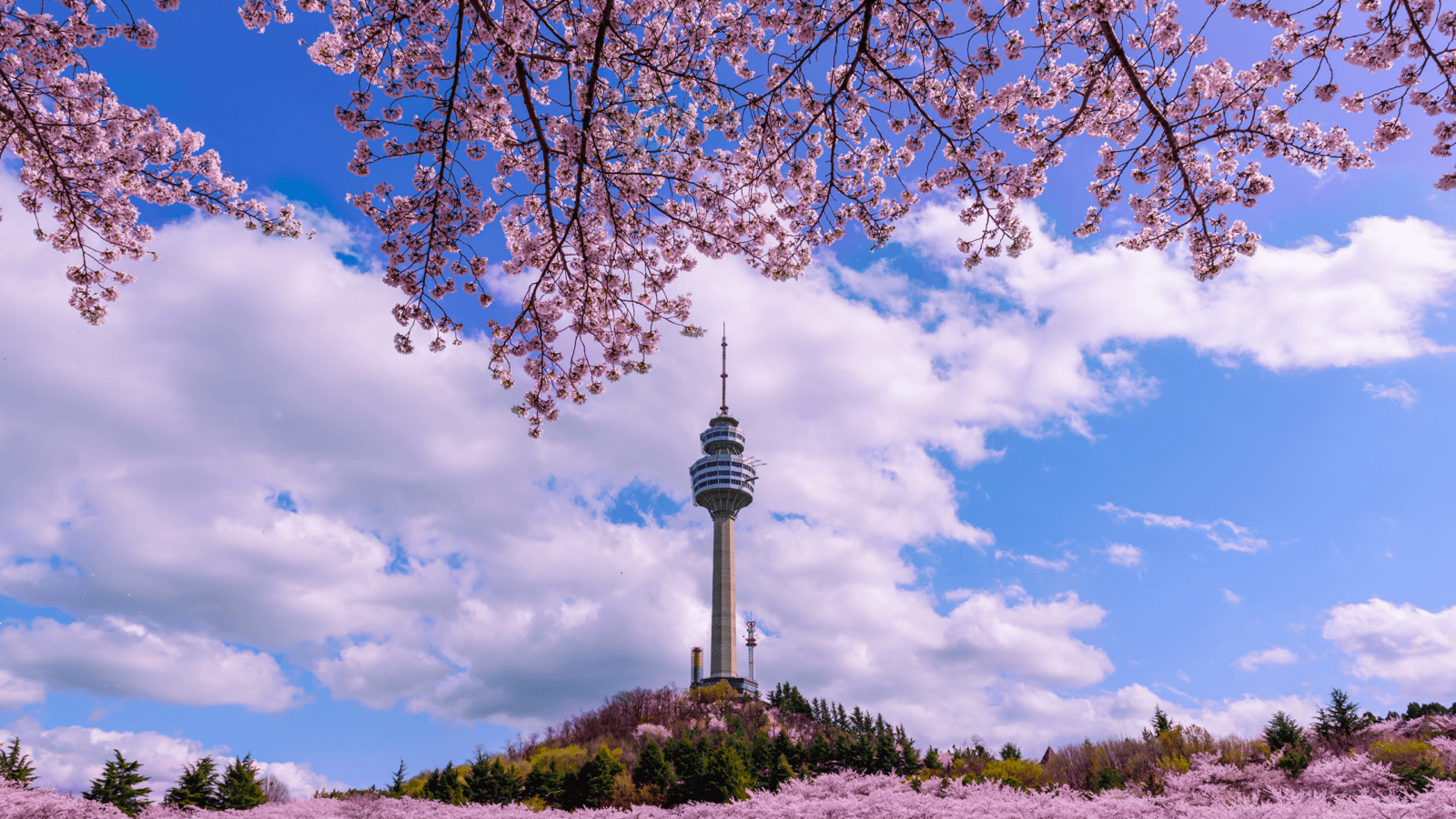 Pink cherry blossoms frame the view of a tall tower against a bright blue sky with fluffy clouds, creating a picturesque spring scene.