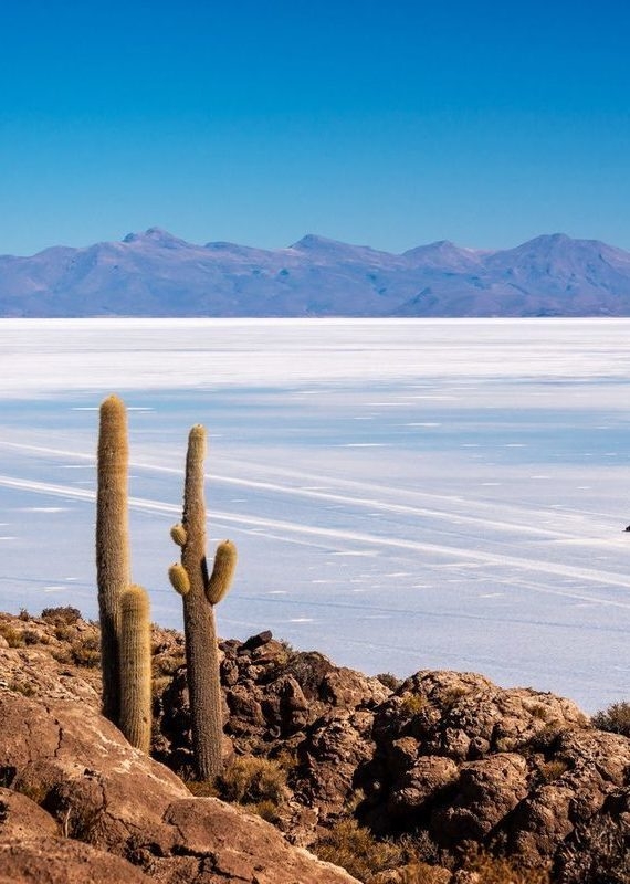 Cactuses on Incahuasi island in the Salar de Uyuni salt flats, Bolivia