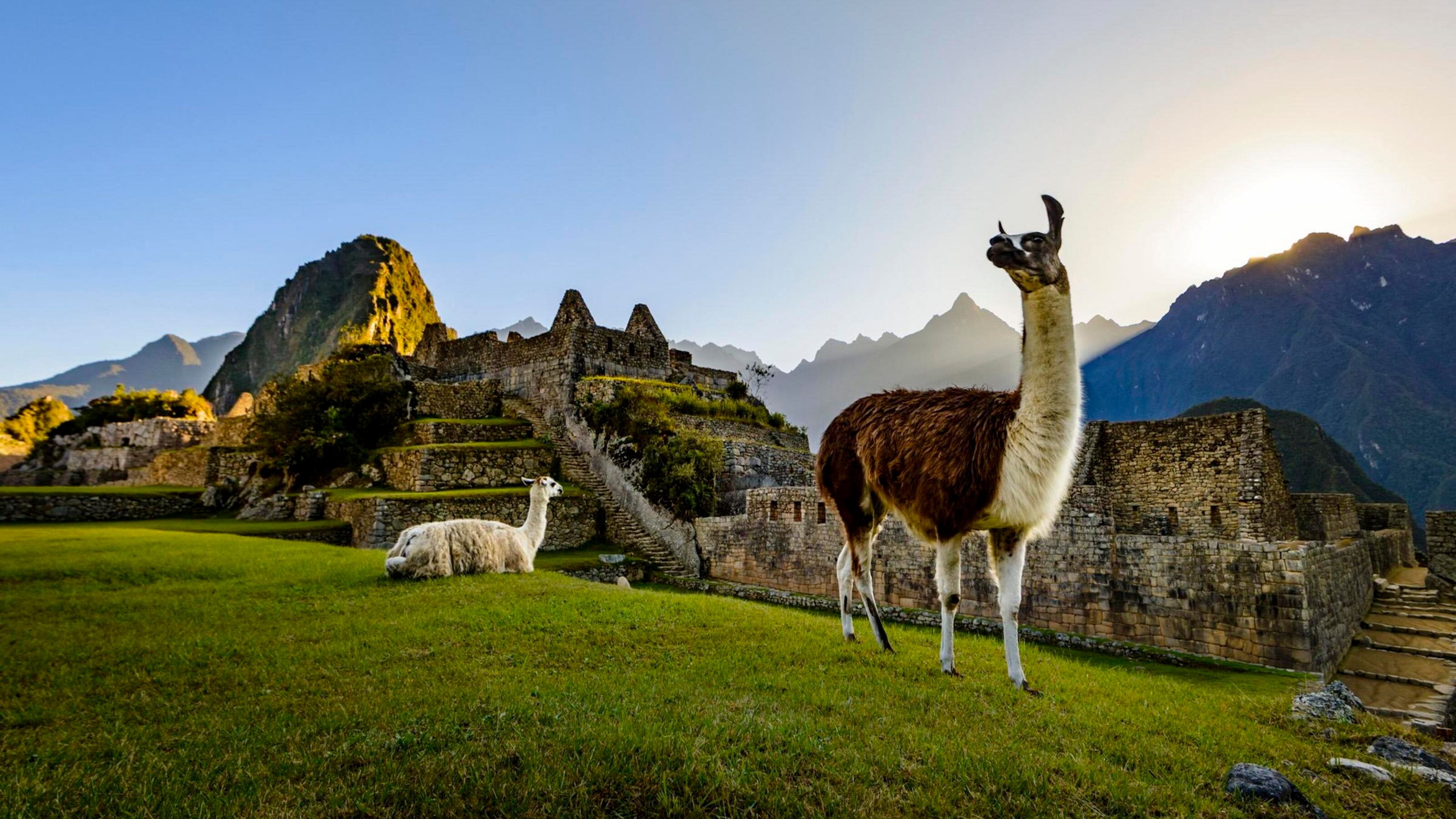 Llamas at first light at Machu Picchu, Peru
