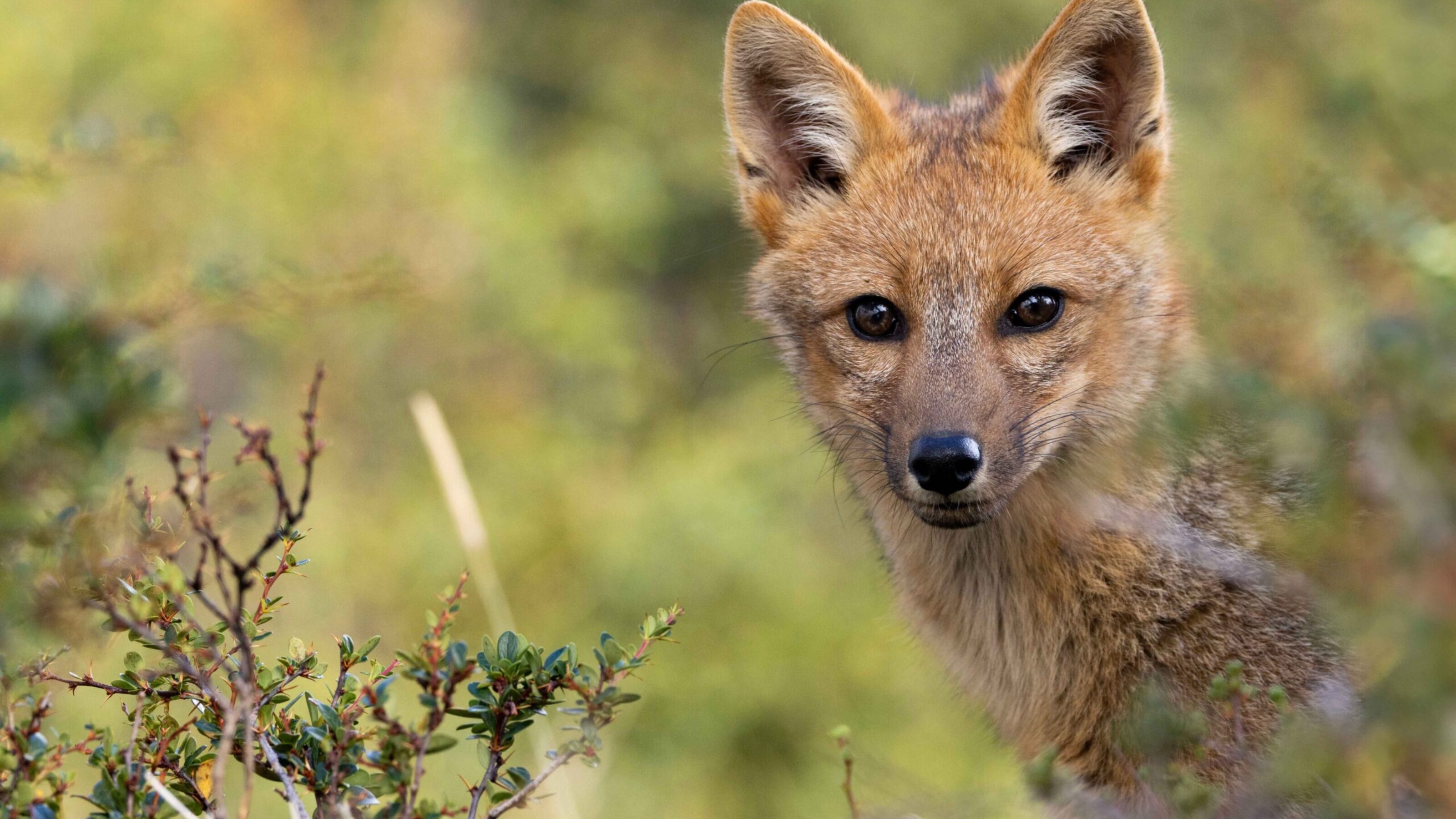 Andean Fox near Lago Grey, Torres Del Paine, Chile