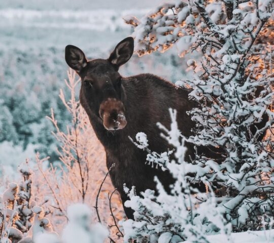 Moose elk in the forest Swedish Lapland wildlife