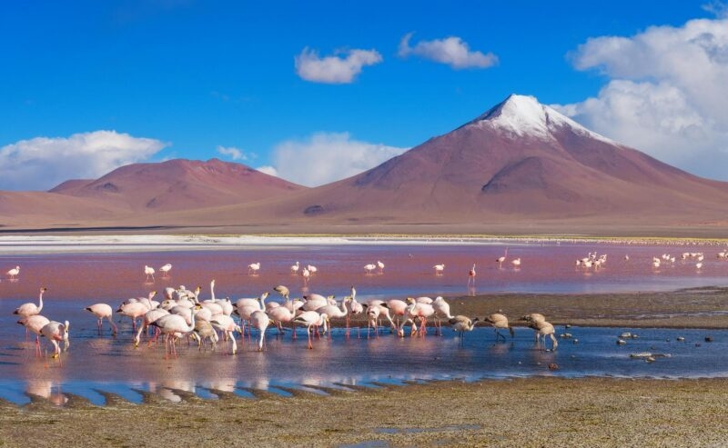 Flamingos in a coloured lagoon in the Atacama desert