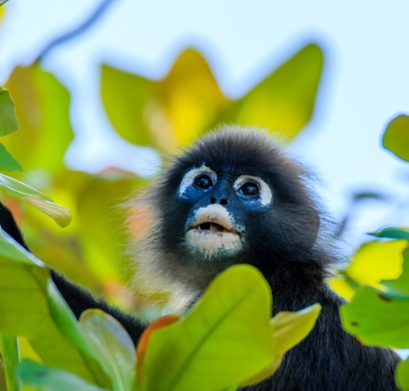 A monkey nestled among green leaves with a colorful patch on its fur.