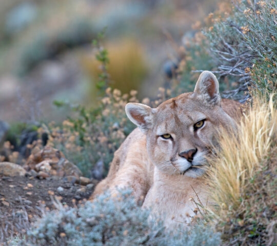 A mountain lion rests among brush, calmly gazing at the camera.