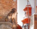 Two monkeys sitting on stone steps beside a brick wall, with temple architecture in the background.