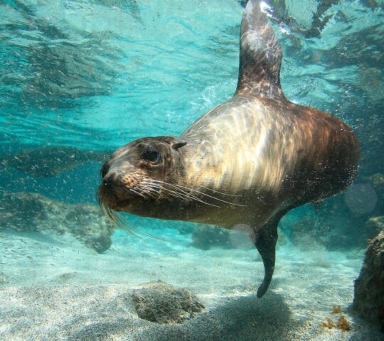Sea lion underwater San Cristobal Island, Galapagos