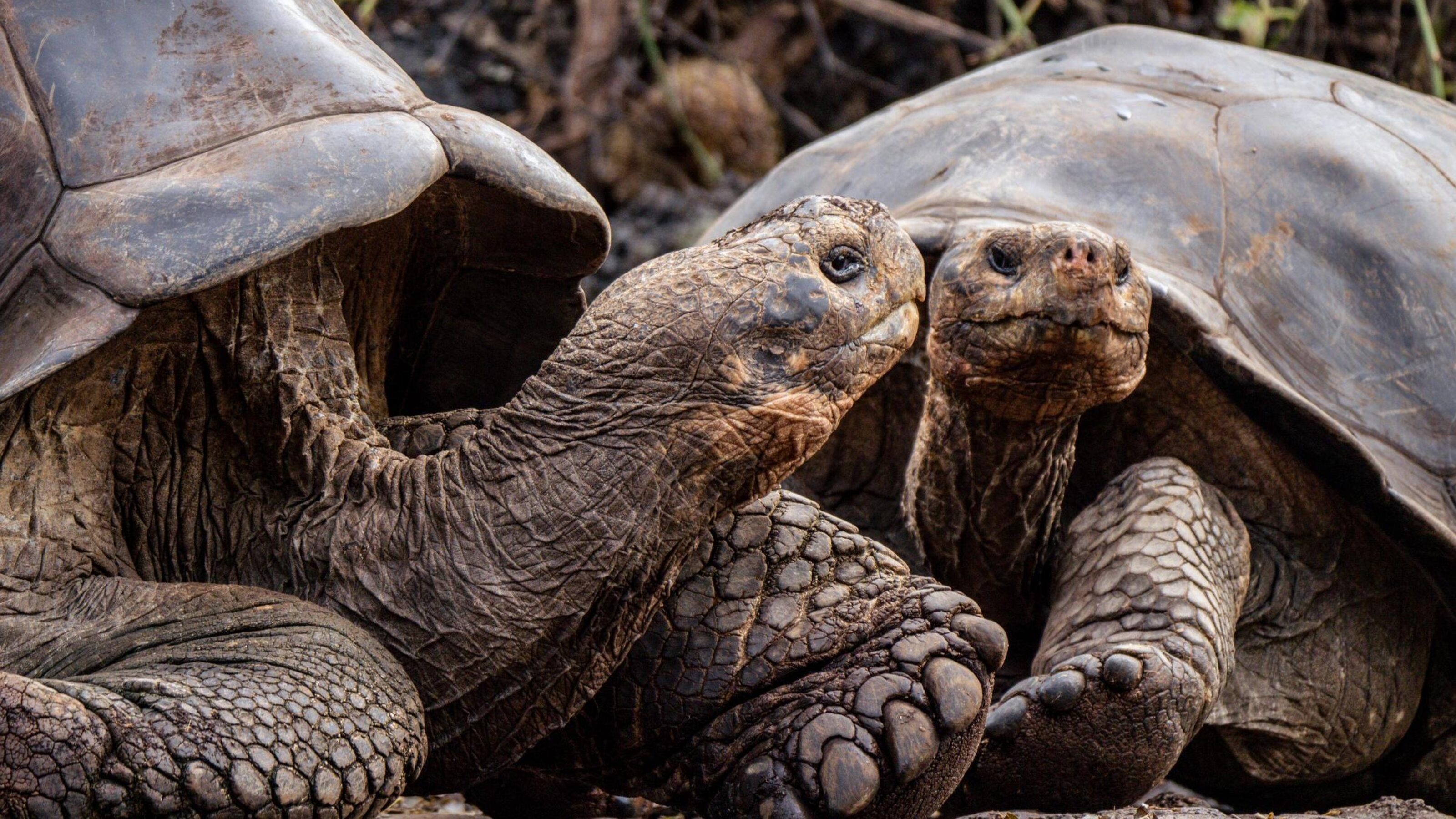 Two giant tortoises facing each other with textured skin and shells.