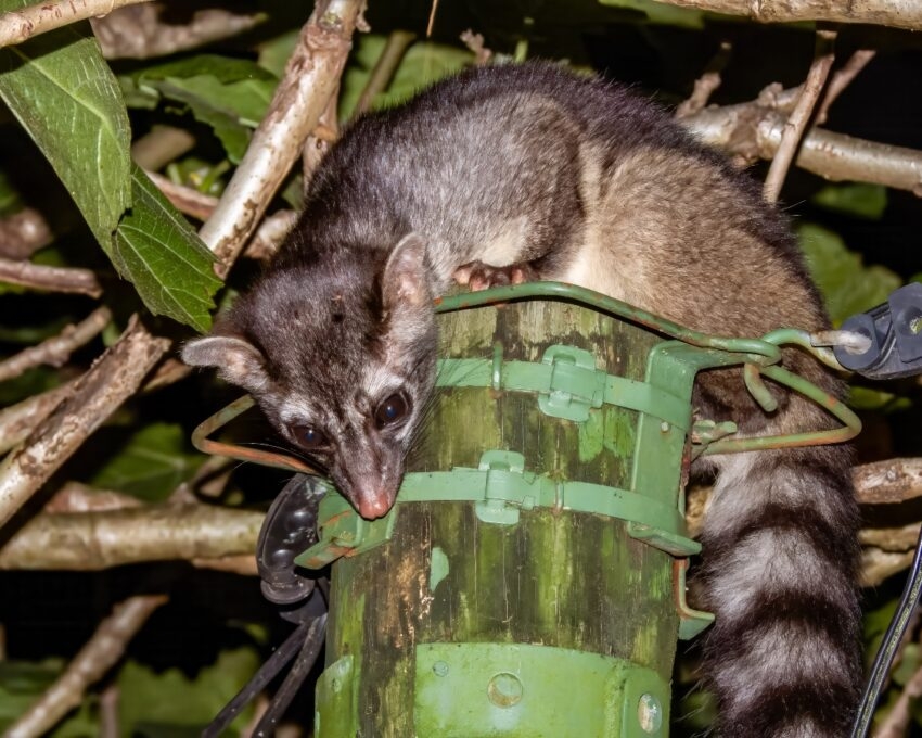 A ring-tailed possum perched on a green bird feeder at night.
