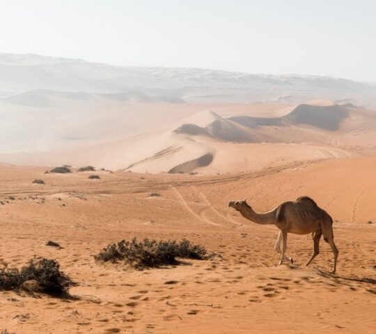 A camel roaming the sand dunes in Wahiba Sands, Oman