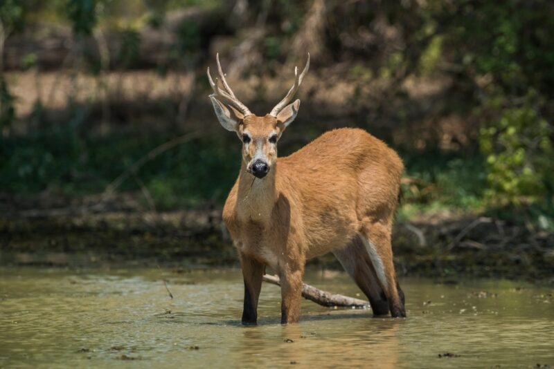 A marsh deer standing in shallow water with a lush green background.