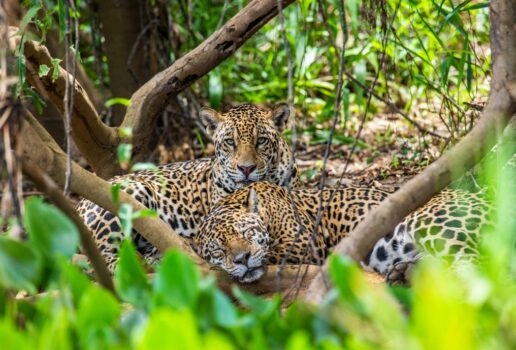 A blue-footed booby watches over its chicks, a group takes a leisurely boat trip in the Peruvian Amazon and a pair of jaguars rest in a Pantanal forest area.