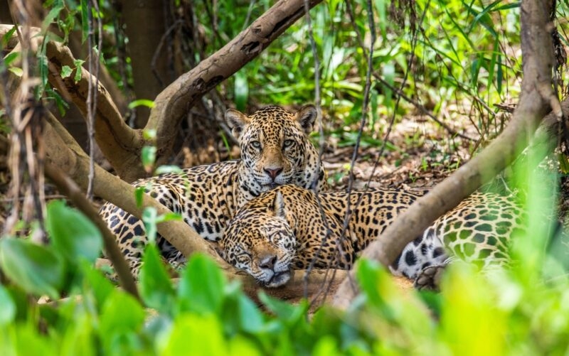 Two jaguars resting among forest vegetation.