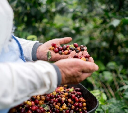 Farmer collecting coffee beans at a farm