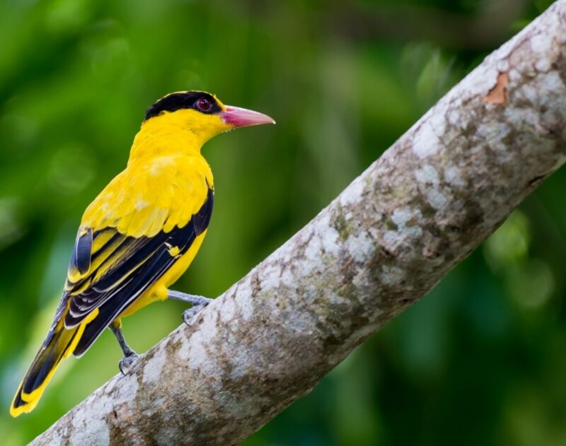A yellow and black bird perched on a tree branch with green foliage in the background.