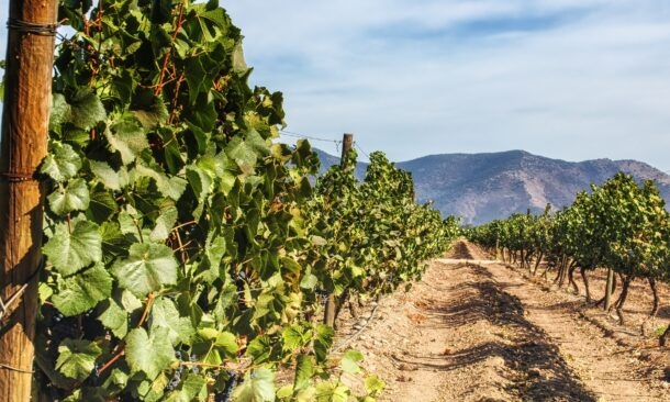 Chilean vineyards in Maipo Valley, close to the capital Santiago de Chile, sunny day and mountains