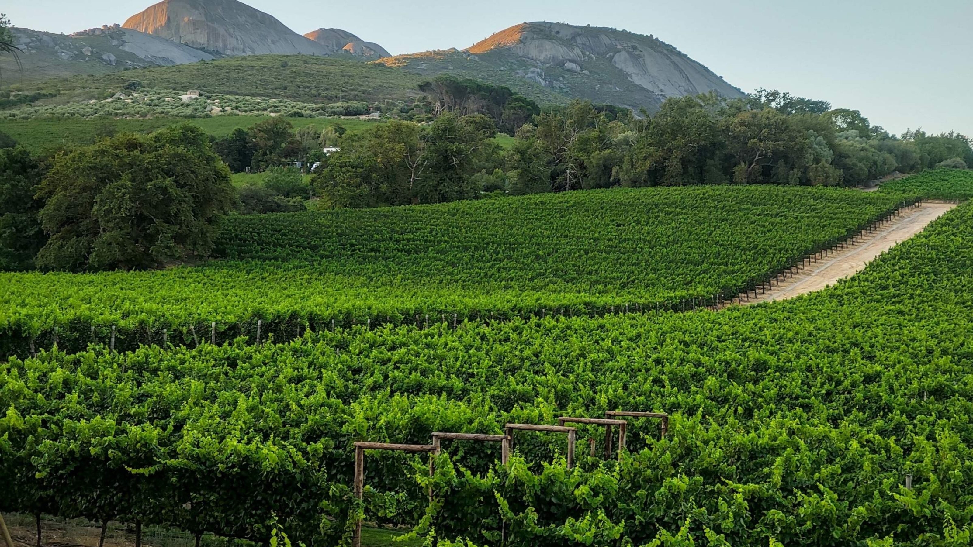 View at vineyards near Paarl in South Africa