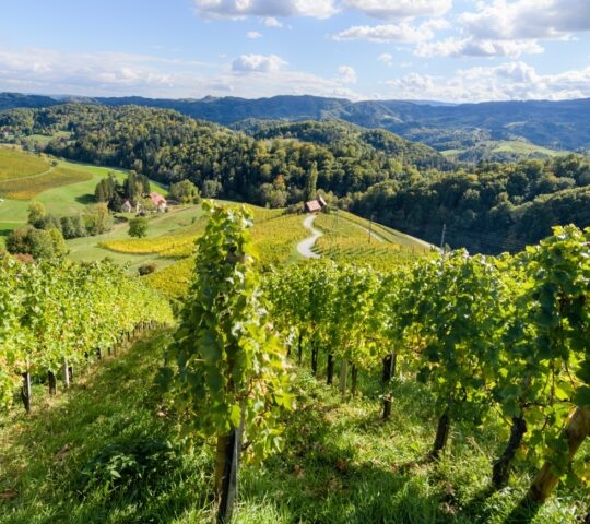 Famous Heart shaped wine road in Slovenia in autumn, Heart form - Herzerl Strasse, vineyards in autumn, Spicnik
