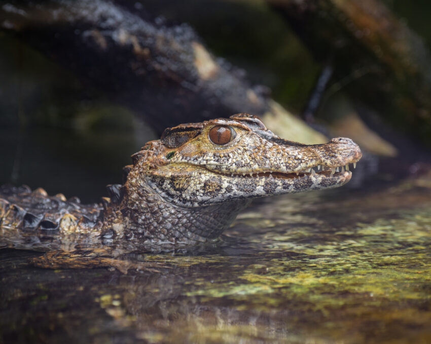 A young crocodile partially submerged, with its head above water, against a dark background.