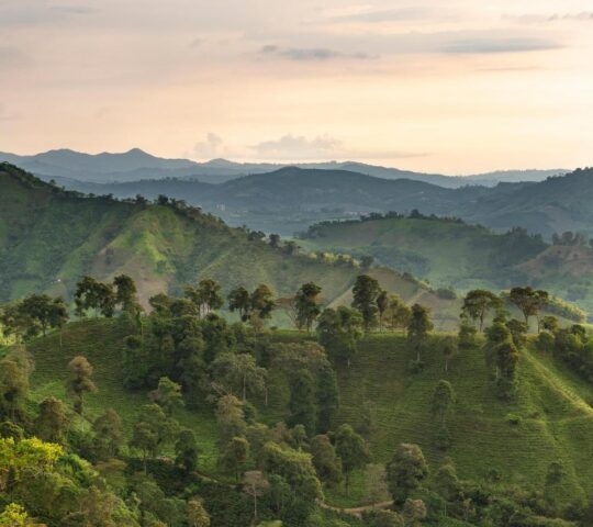 Arabica coffee plants fields in organic plantation, Manizales region, Colombia