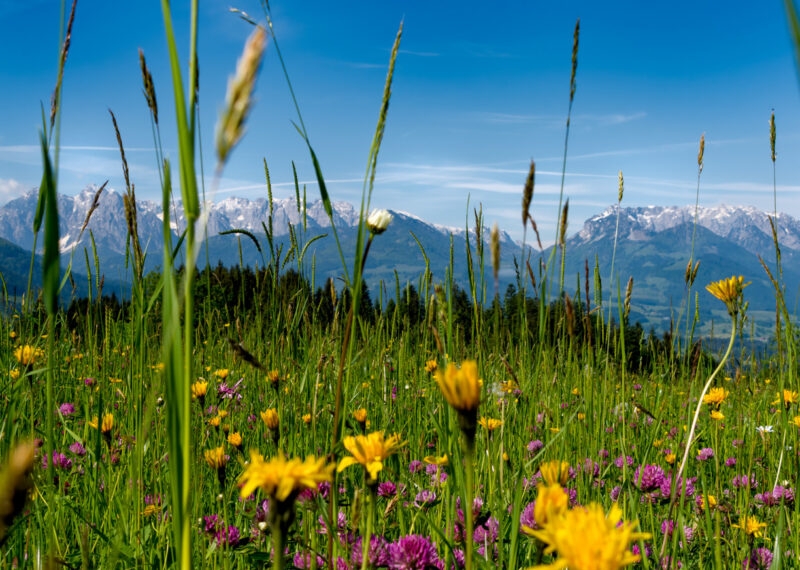 Alpine landscape with purple flowers, pine trees, and a distant lake nestled between mountains.
