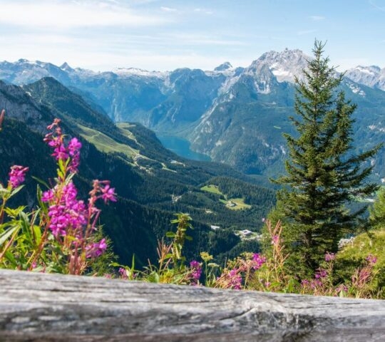 Mountain vista with purple flowers in the foreground and a lake in the valley below.