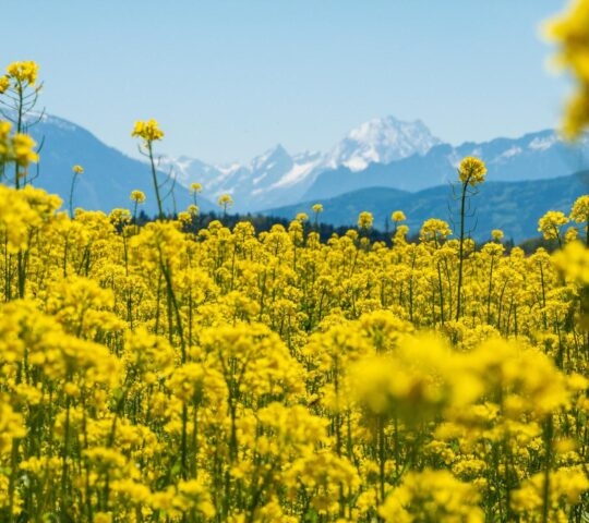 Field of yellow flowers with distant snow-capped mountains under a clear blue sky.