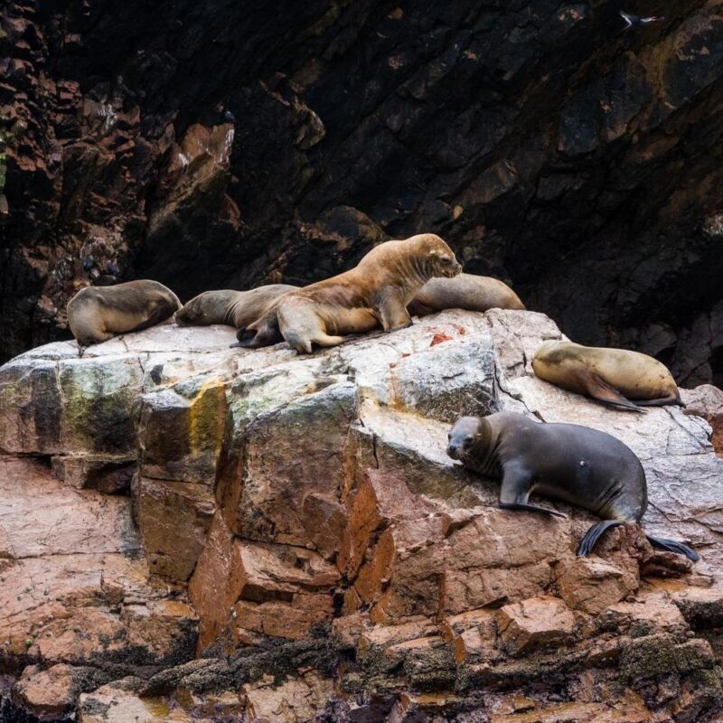 A group of sea lions resting on a rocky cliffside.