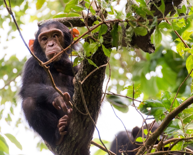A chimpanzee perched on a branch, surrounded by lush green foliage, showing its expressive hands and feet.