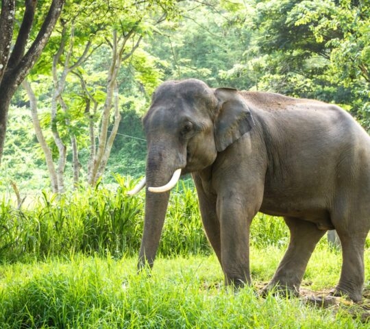 A majestic elephant stands in lush green grass, surrounded by trees in a serene natural setting, with sunlight filtering through the leaves.