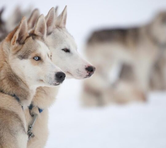 A pack of Alaskan huskies.