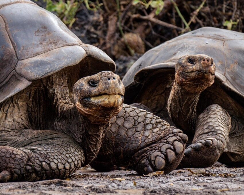 Giant tortoises in the Galápagos