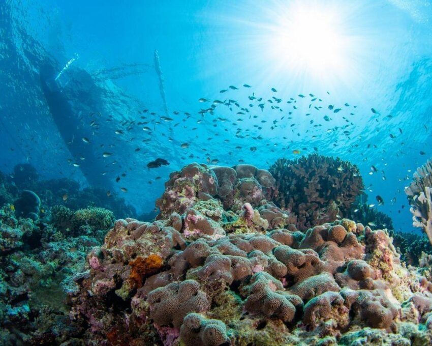 Coral reef, indonesia