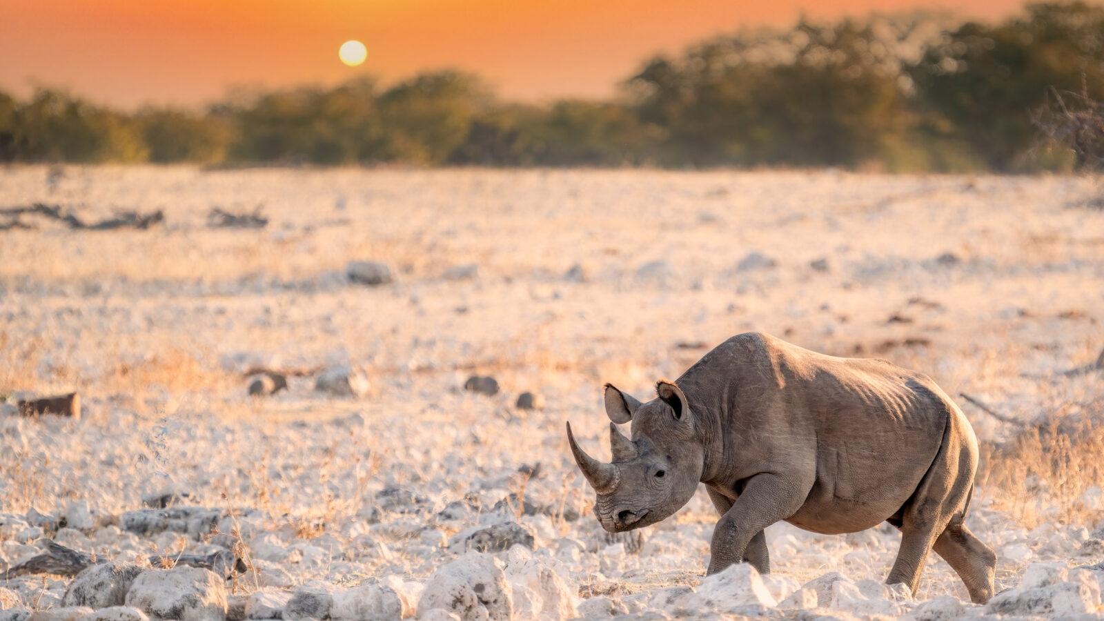 A black rhino takes a sunset walk near a waterhole in Okaukuejo