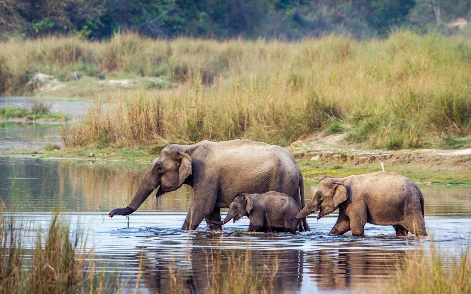 Elephants wade through a river in Bardia National Park in Nepal
